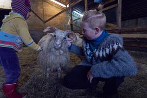 Petting the sheep