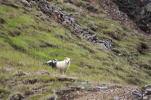 Sheep roaming free during the Summer