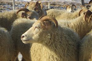 Sheep gang