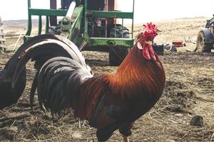 Rooster
