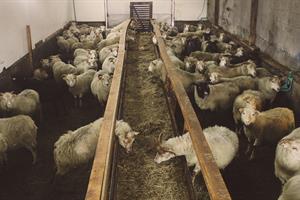 Sheep Barn
