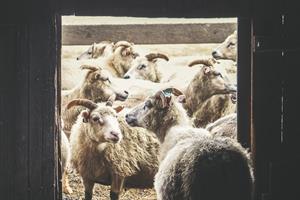 Sheep Barn