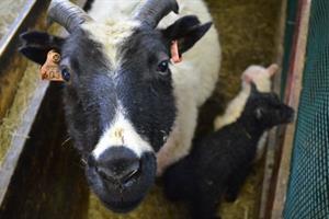 Friendly sheep