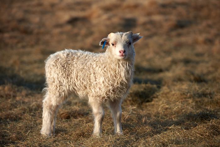 Lambing Season is in Full Swing in Iceland Lambing Season is in Full Swing in Iceland