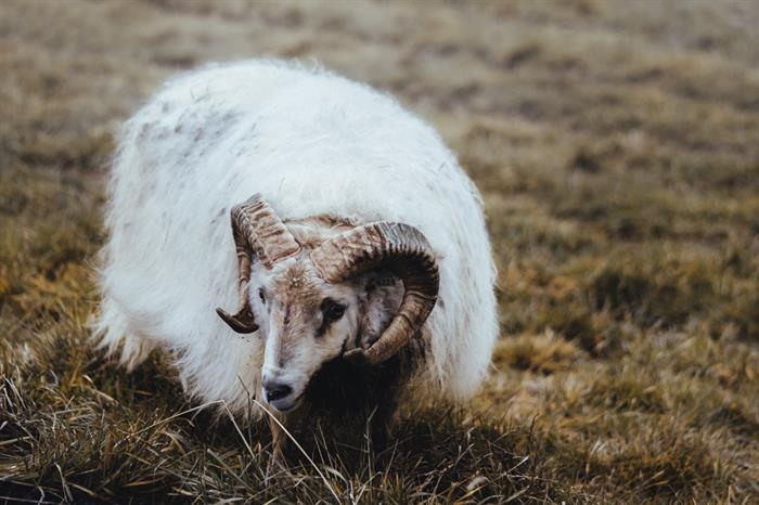 Lambing Season is in Full Swing in Iceland Lambing Season is in Full Swing in Iceland