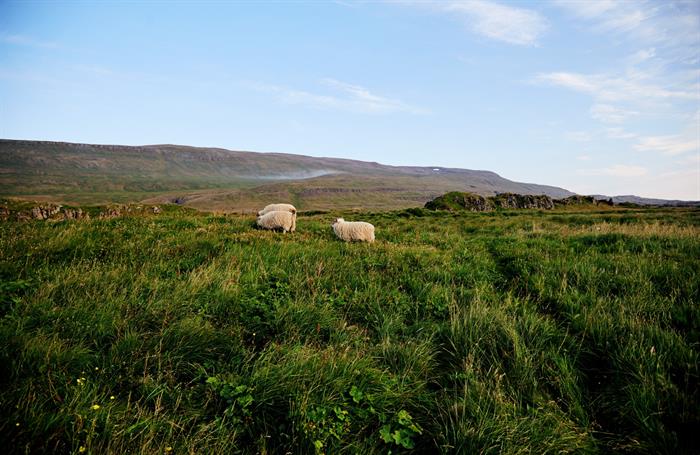 Lambing Season is in Full Swing in Iceland Lambing Season is in Full Swing in Iceland