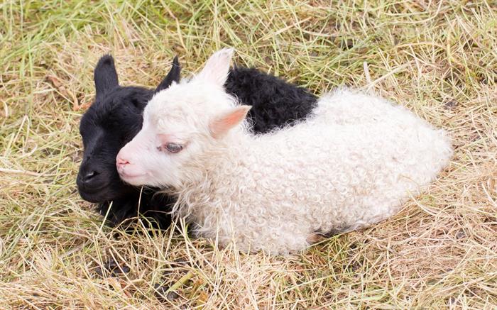 Lambing Season is in Full Swing in Iceland Lambing Season is in Full Swing in Iceland