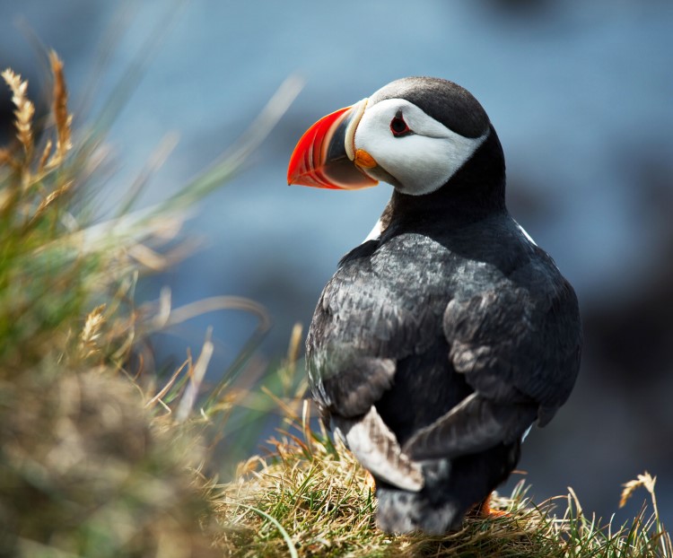 Best places to see puffins in Iceland Best places to see puffins in Iceland