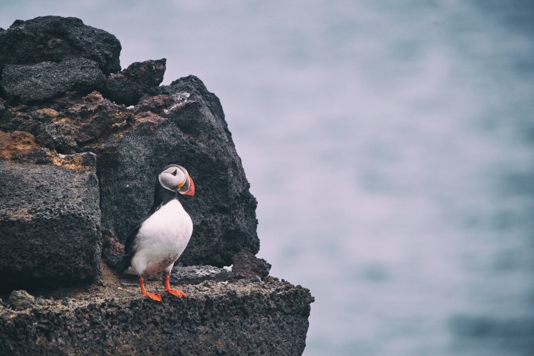 Best places to see puffins in Iceland Best places to see puffins in Iceland