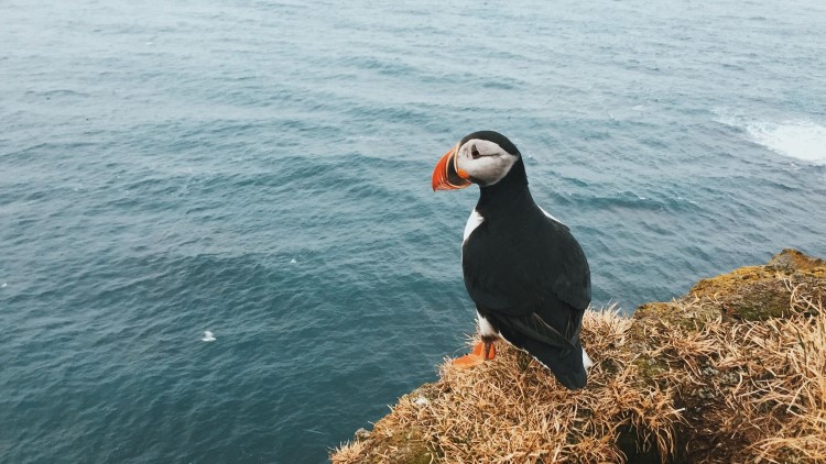 Best places to see puffins in Iceland Best places to see puffins in Iceland