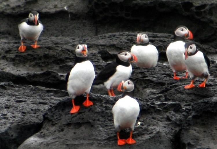 Best places to see puffins in Iceland Best places to see puffins in Iceland