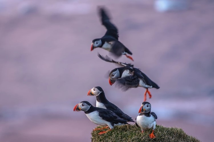 Best places to see puffins in Iceland Best places to see puffins in Iceland