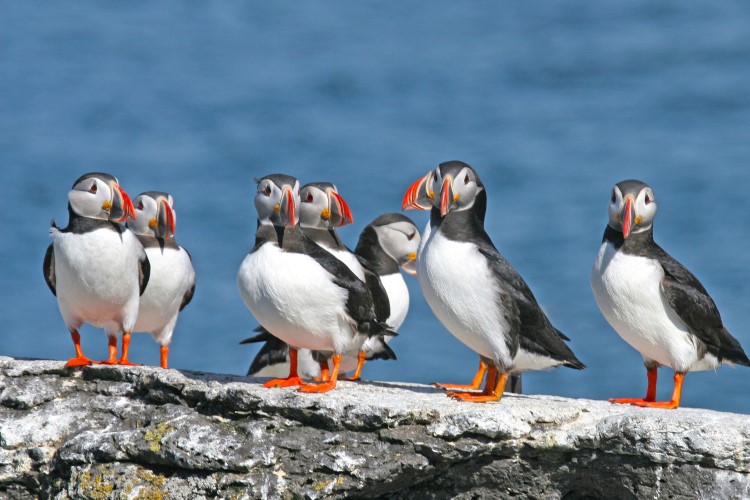 Best places to see puffins in Iceland Best places to see puffins in Iceland