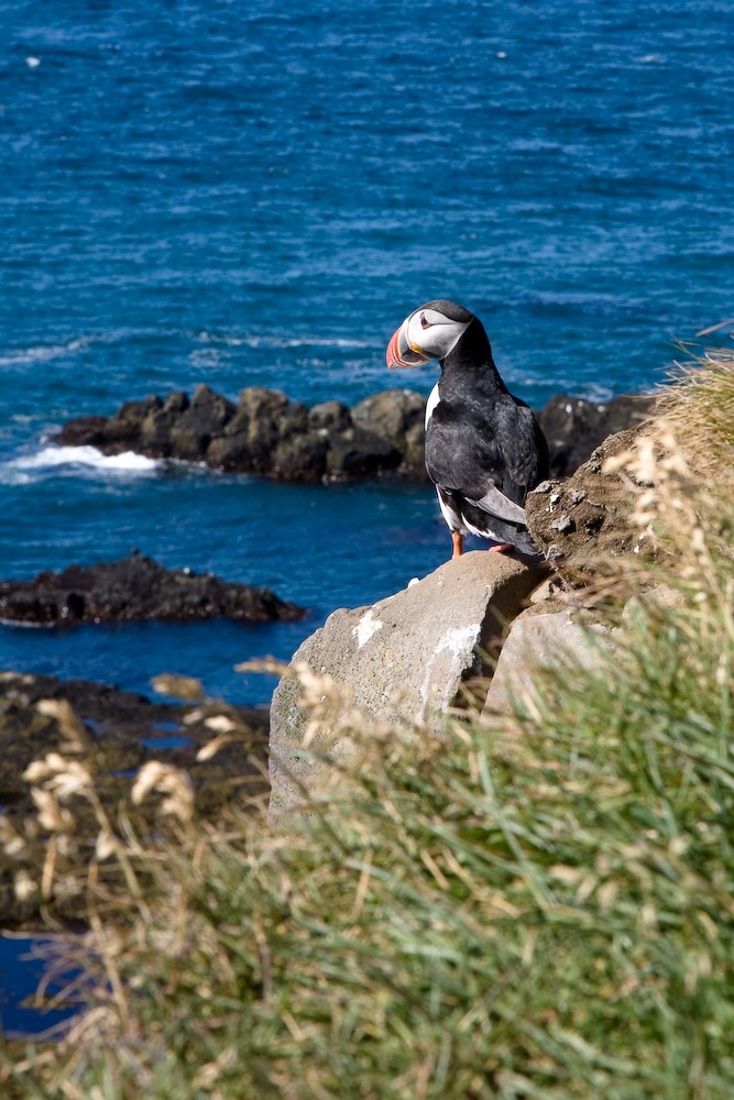 Best places to see puffins in Iceland Best places to see puffins in Iceland