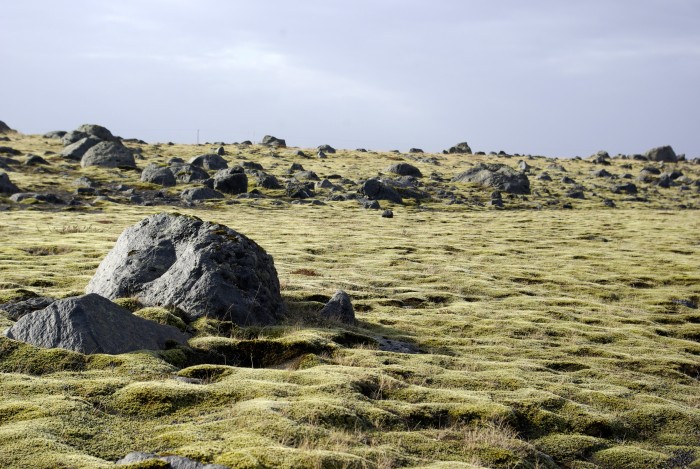 Don’t damage the Icelandic moss Don’t damage the Icelandic moss
