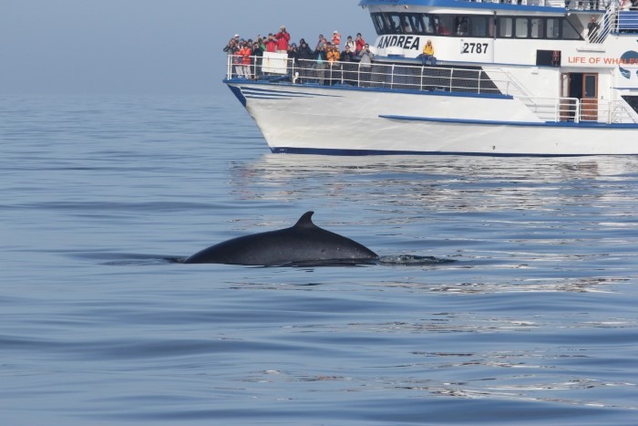 Whale watching from Reykjavík Whale watching from Reykjavík