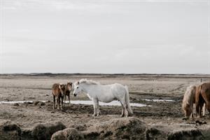 Icelandic horses in winter