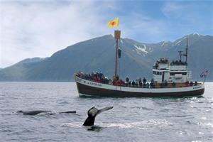 Whale watching in Iceland