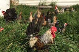 Icelandic hens - fresh eggs in the morning.