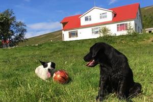 Öndólfsstaðir and the farm´s dogs.