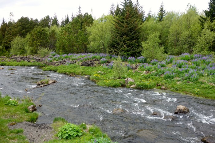 4. Elliðaá River.jpg Elliðaá River