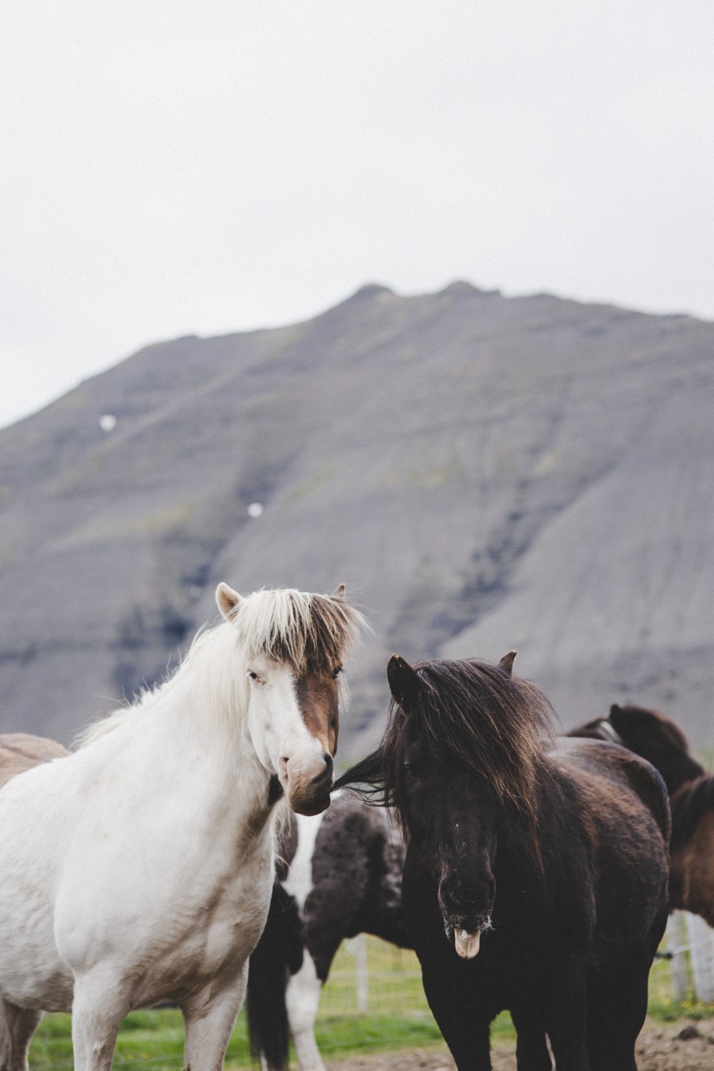 Horses playing Horses playing