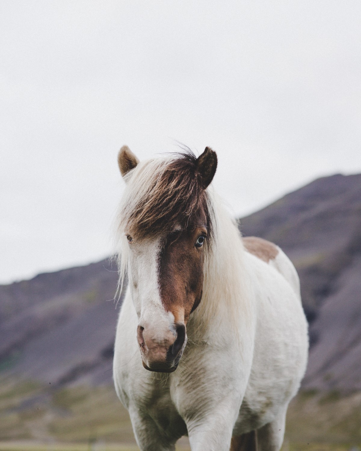 Icelandic horse looking at you Icelandic horse looking at you