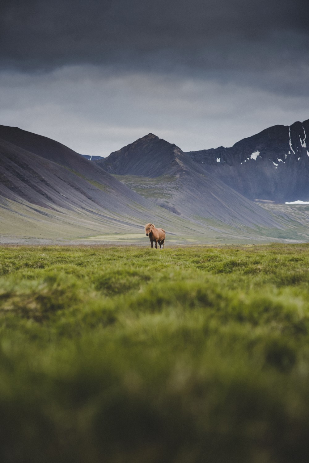Icelandic horse in rugged nature Icelandic horse in rugged nature