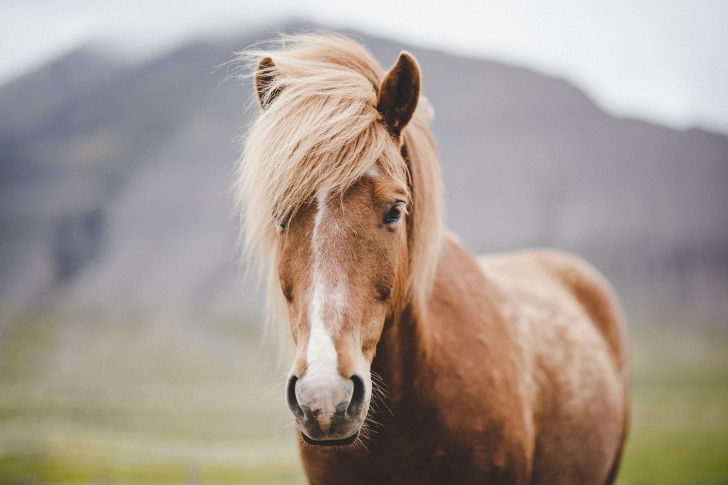 Beautiful brown Icelandic horse Beautiful brown Icelandic horse