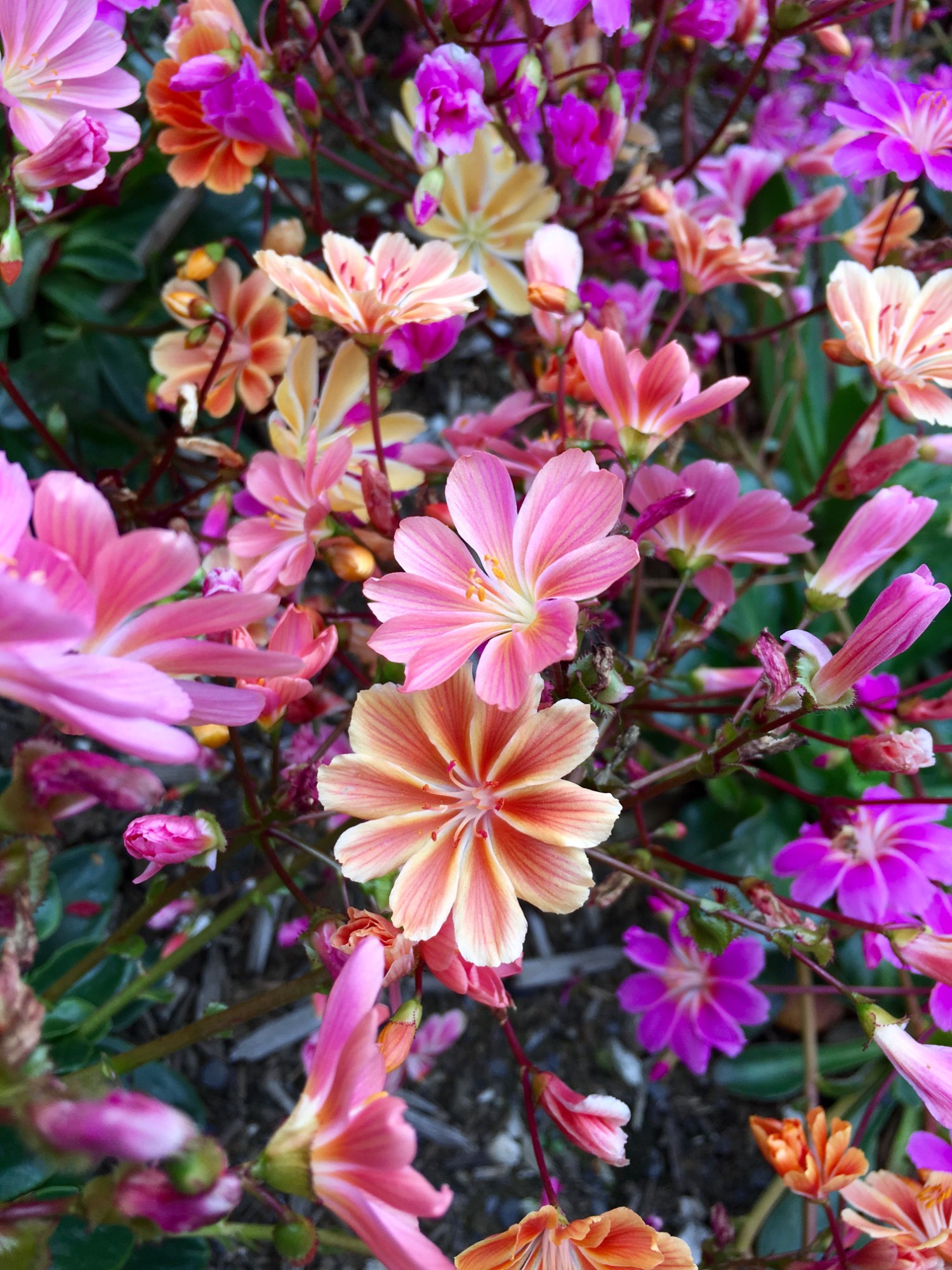 Akureyri Botanical Gardens .jpg Akureyri Botanical Gardens .jpg