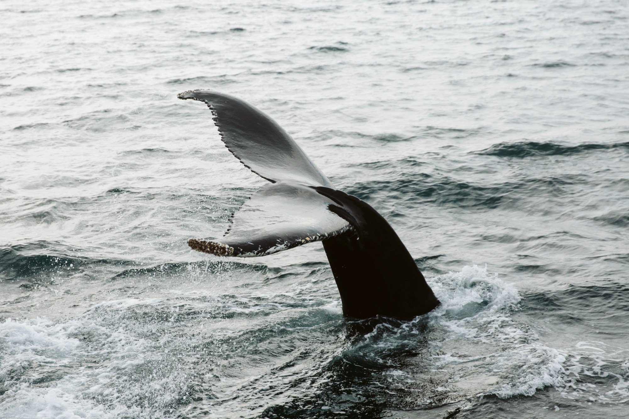Hauganes Hauganes