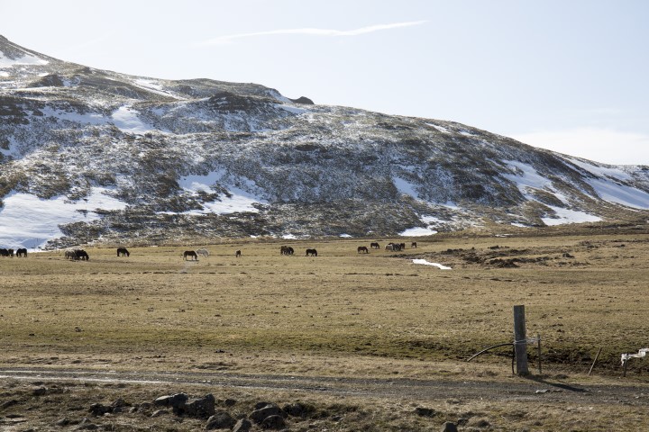 Icelandic horses Icelandic horses