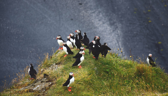 Group of Puffins