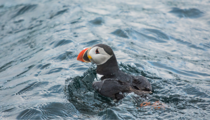 Swimming Puffin