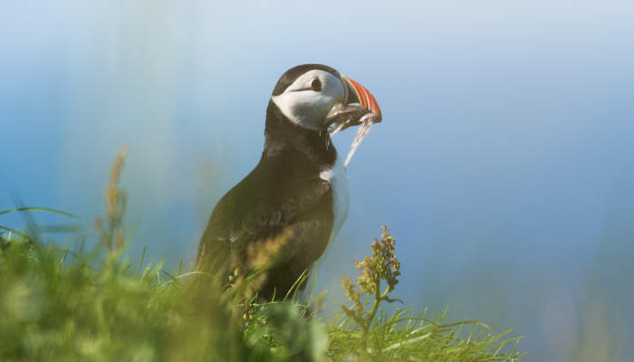 Puffin Gathering Fish