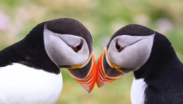 Puffin Couple