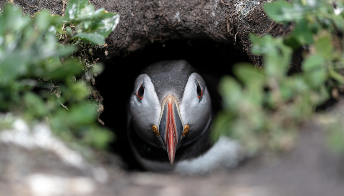 Puffin In Their Hole