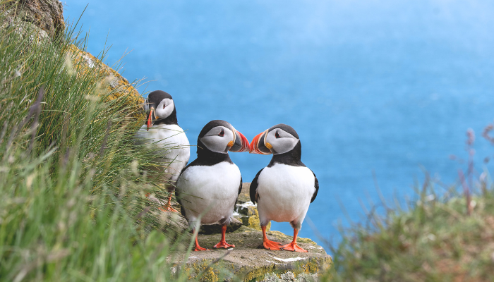 Friendly Puffins