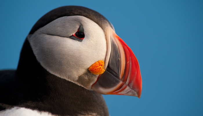 Puffin Up-Close With His Colourful Beak