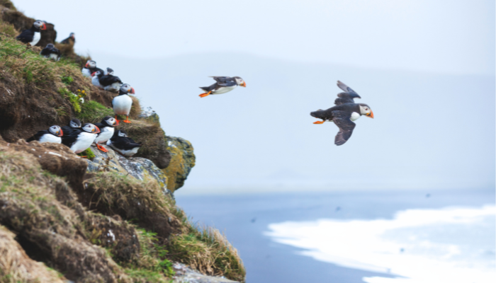 Flying Puffins