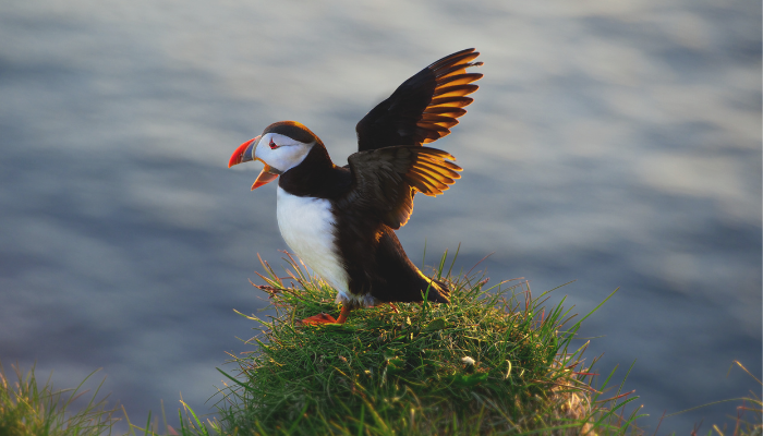 Singing Puffin
