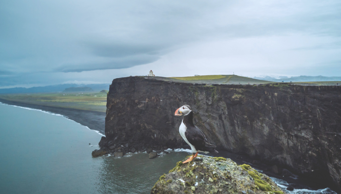 Puffin Iceland