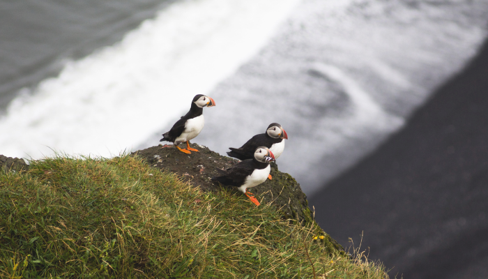 Puffins at Dyrhólaey