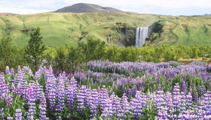 Skógafoss Summer Skógafoss Summer