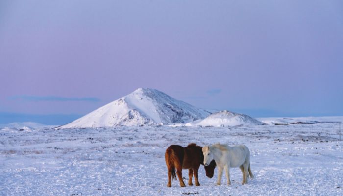 Icelandic Horse During Winter Icelandic Horse During Winter