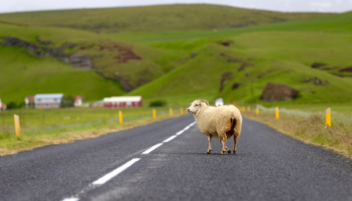 Sheep Crossing The Road Sheep Crossing The Road