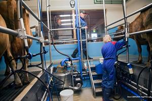 Cows being milked at 7:30 and 18:00