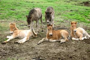 Foals