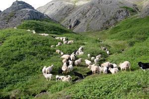 Sheep