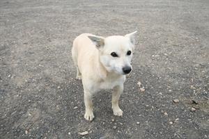 Dog 